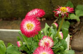 incredible Daisies Flowers Pink