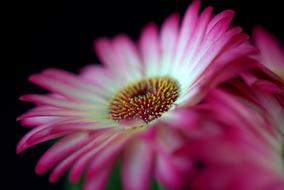 Close-up of the beautiful, blossoming, pink, white, green and yellow gerbera flowers