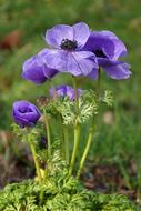 Close-up of the beautiful, violet and white flowers, among the green plants