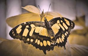 closeup photo of incredible Tropical Butterfly