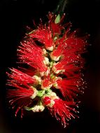 red Bottle Brush Flower in dark