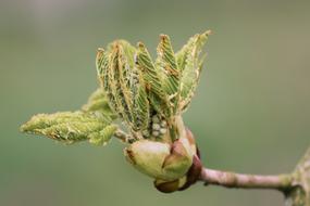 macro photo of a green chestnut shoot