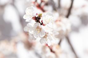 tender flowering apricot tree