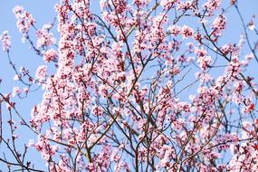 Flowering Cherry Japanese