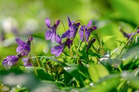 unusually beautiful Violet Flowers