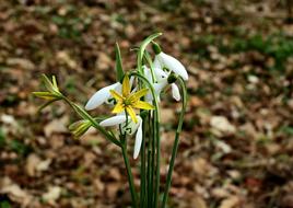 unusually beautiful Flowers
