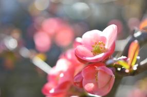 Japanese Quince, Ornamental shrub in bloom