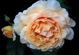 bicolor rose in the garden close-up on a blurred background
