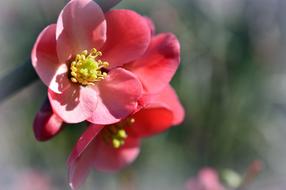 flowers of chaenomeles, macro