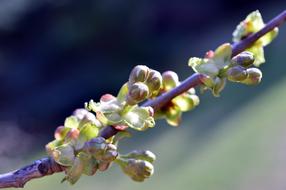 macro photo of cherry buds