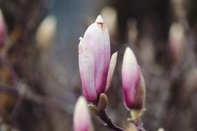 unusually beautiful Magnolia Bud