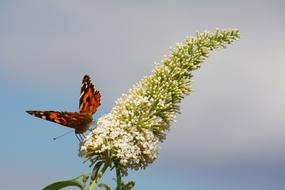 brown butterfly on a long white inflorescence