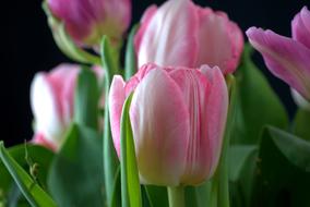 Beautiful, pink, white and purple tulip flowers with green leaves in light