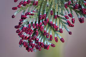 Thuja Tree