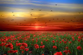Landscape of Flowers Poppies field at sunset