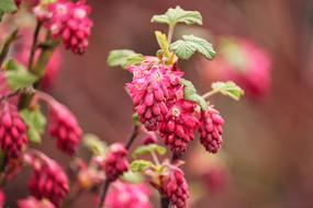 Currant Ornamental Shrub Corpuscle on a blurred background