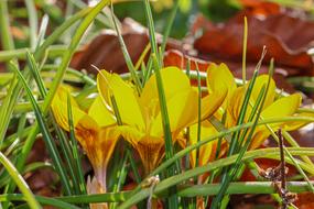enchanting Crocus Yellow Flower