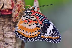 gorgeous Butterfly Tropical