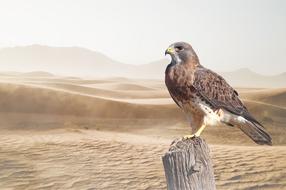 perched Raptor bird at desert landscape