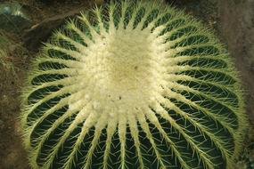 Botanical Cactus in Nature