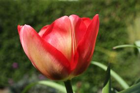 pink tulip on a background of green grass