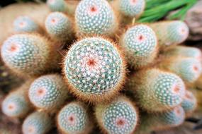 fluffy exotic cactus, close-up