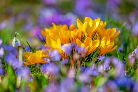 attractive Crocus Flower