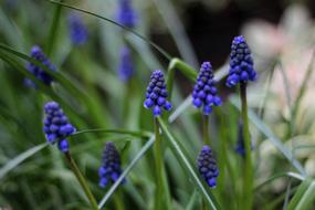 Close-up of the beautiful, blooming, blue Muscari Botryoides flowers, among the green grass
