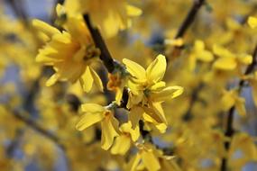 Yellow Forsythia flower