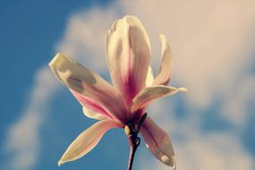 beautiful Magnolia Blossom at sky