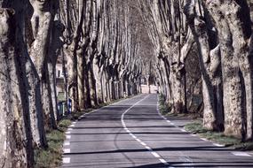 Lined empty road beneath trees