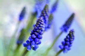 Muscari, blue Hyacinth blossoms close up