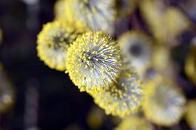 Willow Catkins, macro