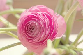 pillows Ranunculus Blossom