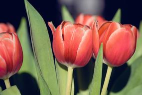 unusually beautiful Tulips