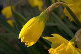 spring yellow daffodils in the flowerbed
