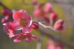 Beautiful, blossoming ornamental cherry with pink and yellow flowers on the branches