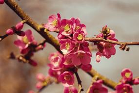 Close-up of the beautiful and colorful Ornamental Quince Flowers