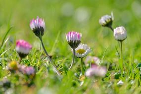 white and pink daisies on the field