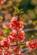 red Bill Quince Blossom