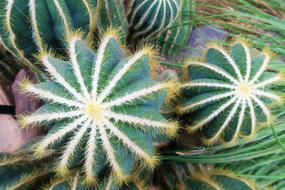 Cactuses Natural Plants