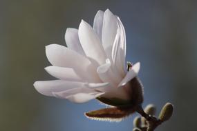 incredible Magnolia Blossom