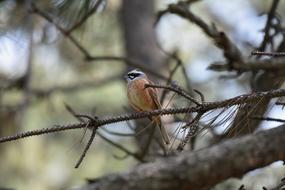 Animal bird on Forest Wood