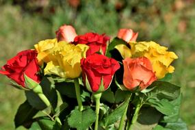 Bouquet Of bright fresh Roses outdoor