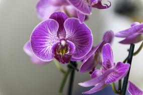 splendid Orchid Flower
