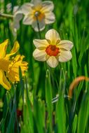 delightful Daffodil Flower