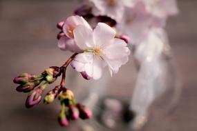 close up picture of Branch of Cherry flowers with Pink buds