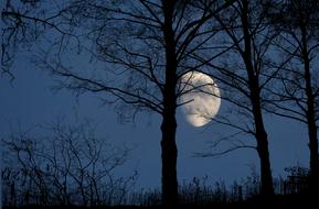 night sky moon forest
