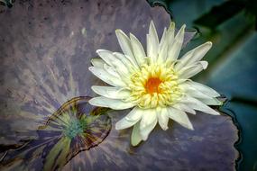 pale yellow water flower