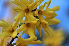 yellow blossoms of forsythia bush